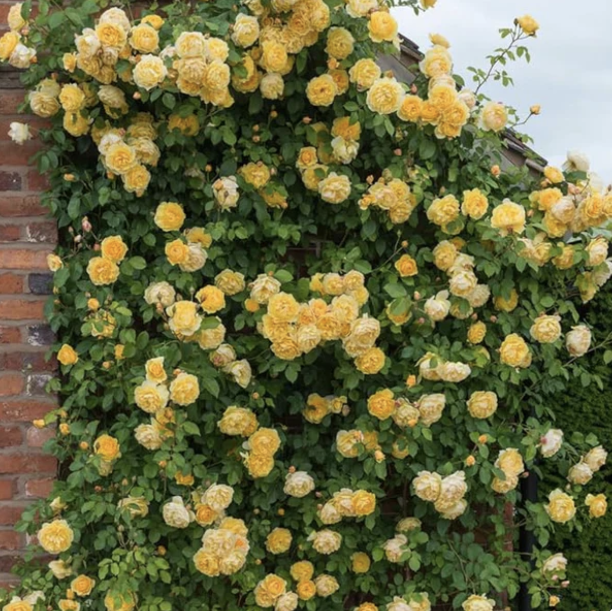 Climbing Rose Flower Seeds
