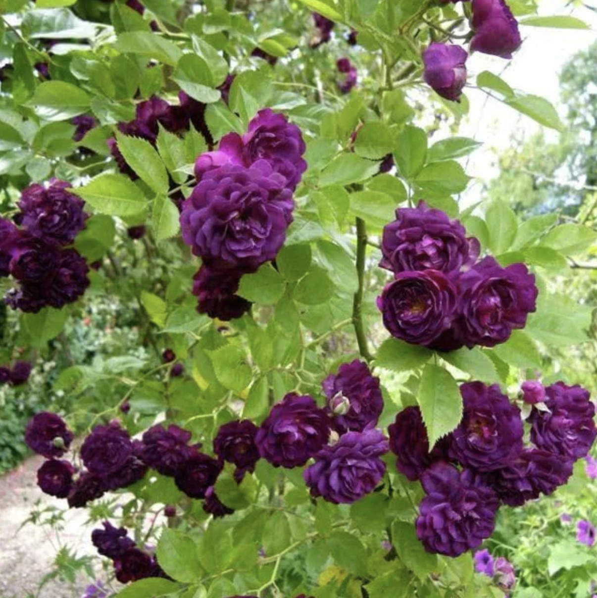 Climbing Rose Flower Seeds