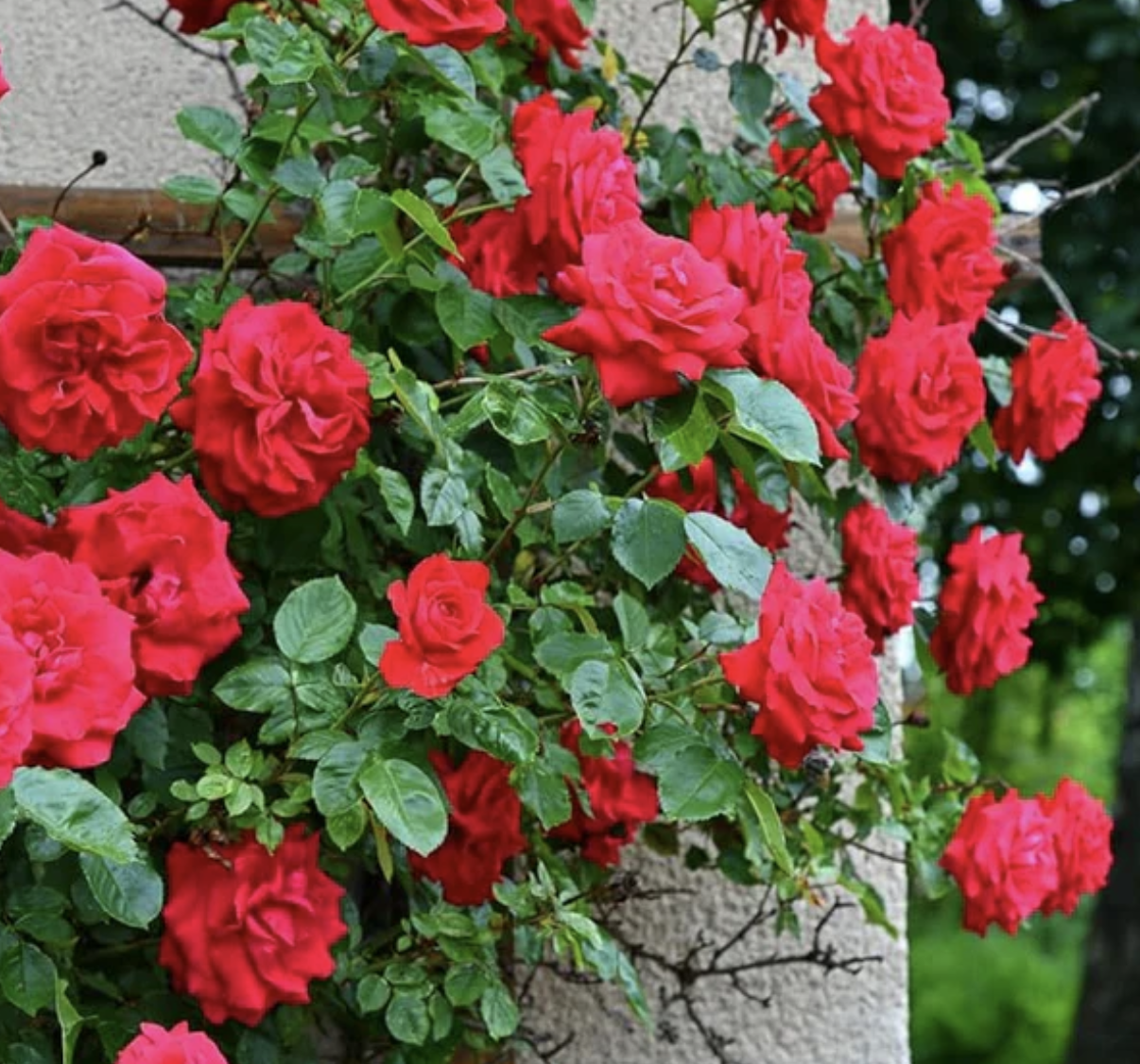 Climbing Rose Flower Seeds