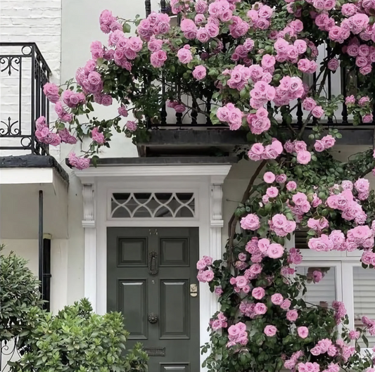 Climbing Rose Flower Seeds