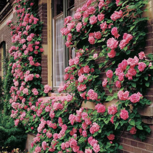 Climbing Rose Flower Seeds